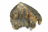 Woolly Mammoth Upper M Molar - North Sea Deposits #295865-5